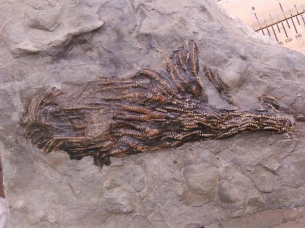 Crinoid unprepped, picture courtesy of R. taylor