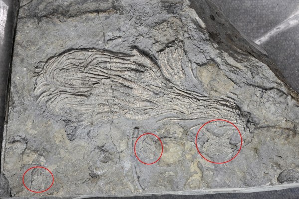 Crinoid and starfish prepped