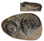 Pleuroceras apyrenum, 52 mm, with 40 mm Amaruoceras, Hawsker Bottoms