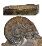 Pleuroceras apyrenum, 58 mm, Hawsker Bottoms