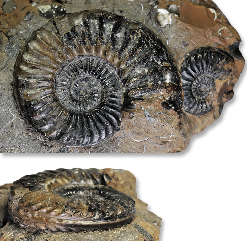 Pleuroceras apyrenum, 51 mm, Hawsker Bottoms