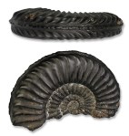 Pleuroceras apyrenum, 55 mm, Hawsker Bottoms