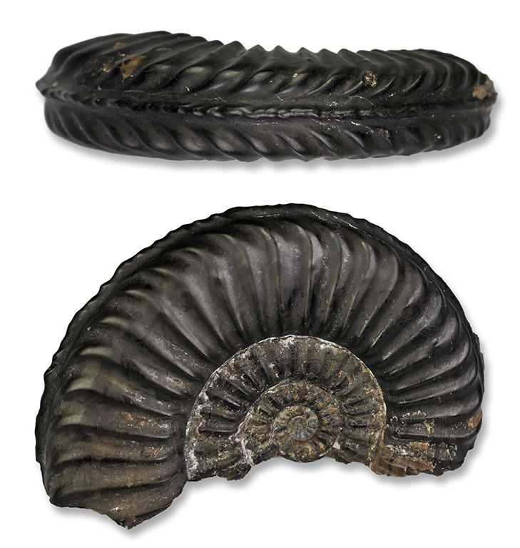 Pleuroceras apyrenum, 55 mm, Hawsker Bottoms