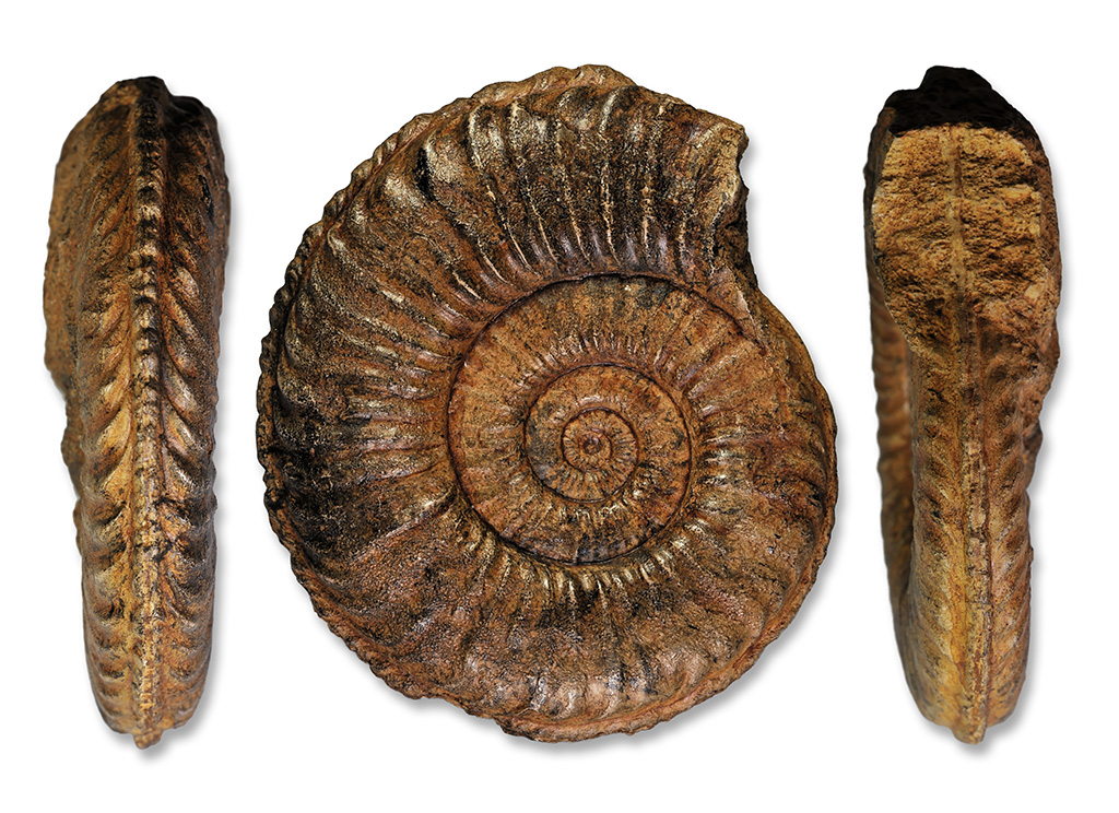 Pleuroceras apyrenum, 81 mm, cast of holotype