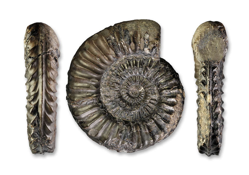 Pleuroceras hawskerense transient elaboratum, 82 mm, Hawsker Bottoms