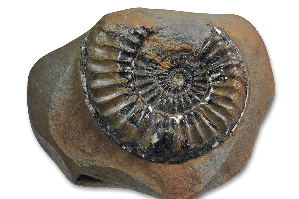 Pleuroceras hawskerense transient elaboratum, 130 mm, Hawsker Bottoms