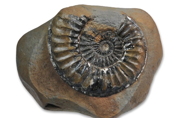 Pleuroceras hawskerense transient elaboratum, 130 mm, Hawsker Bottoms