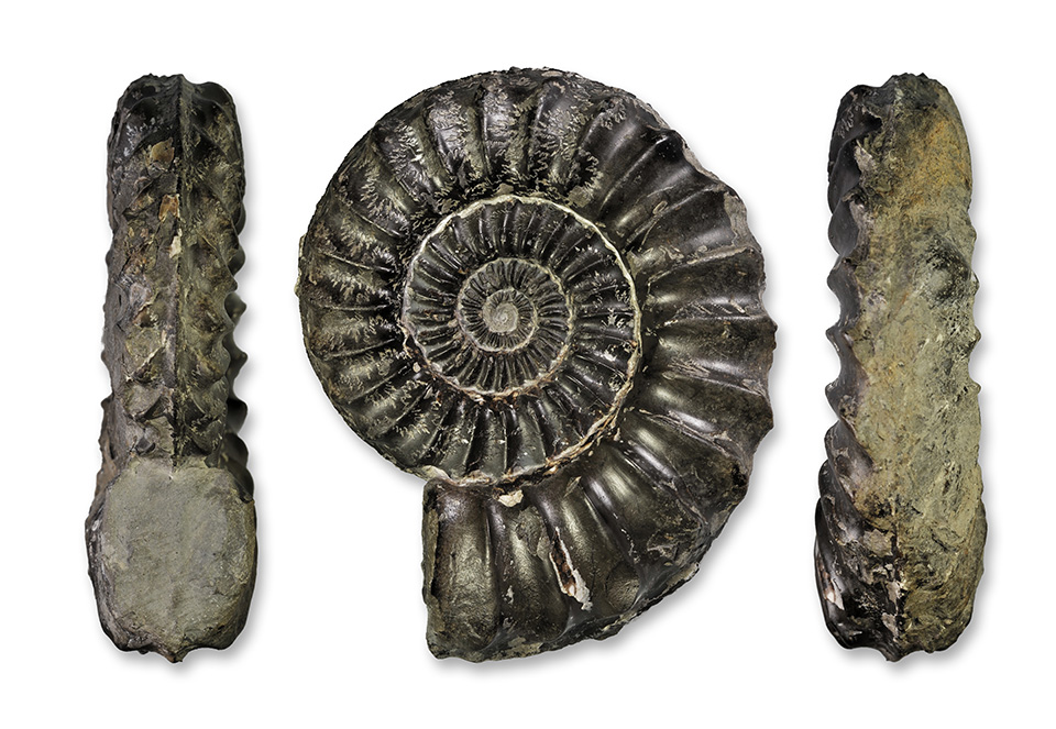 Pleuroceras hawskerense, 107 mm