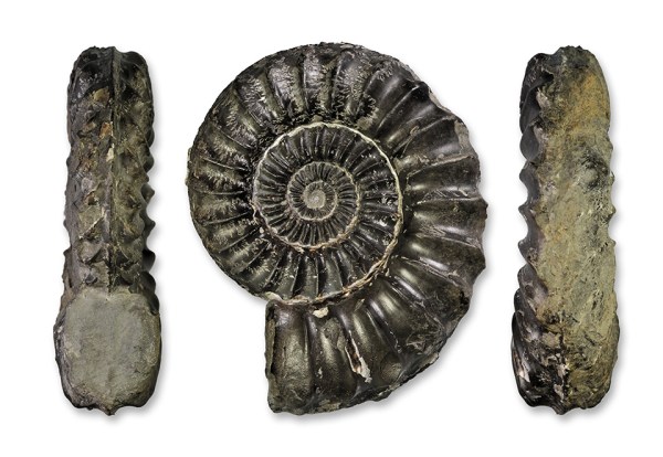 Pleuroceras hawskerense, 107 mm