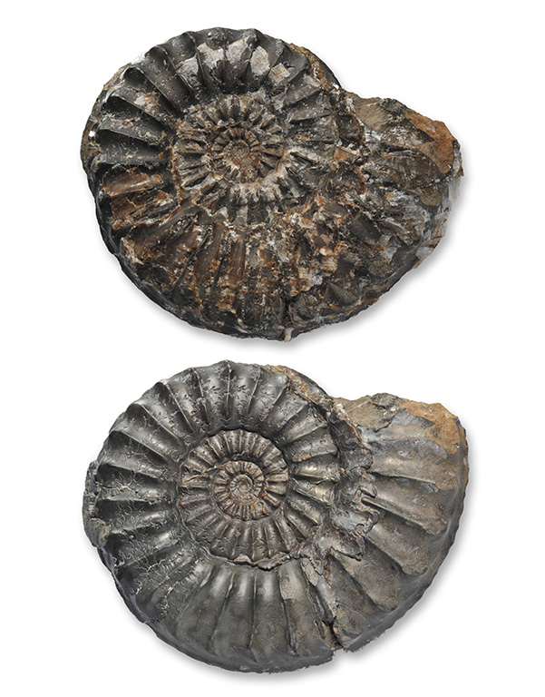 Pleuroceras paucicostatum, 60 mm, before and after air abrading with iron powder