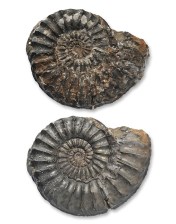 Pleuroceras paucicostatum, 60 mm, before and after air abrading with iron powder