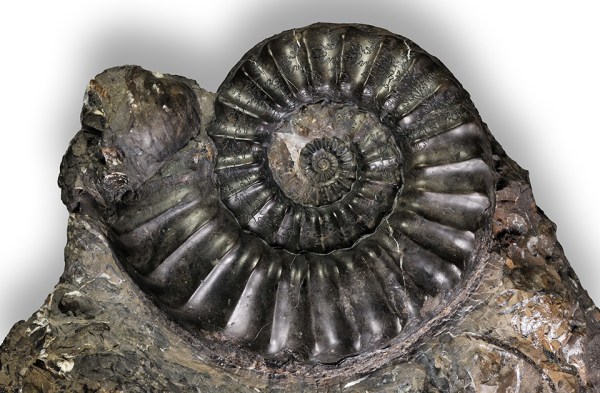 Pleuroceras paucicostatum, 90 mm, Hawsker Bottoms