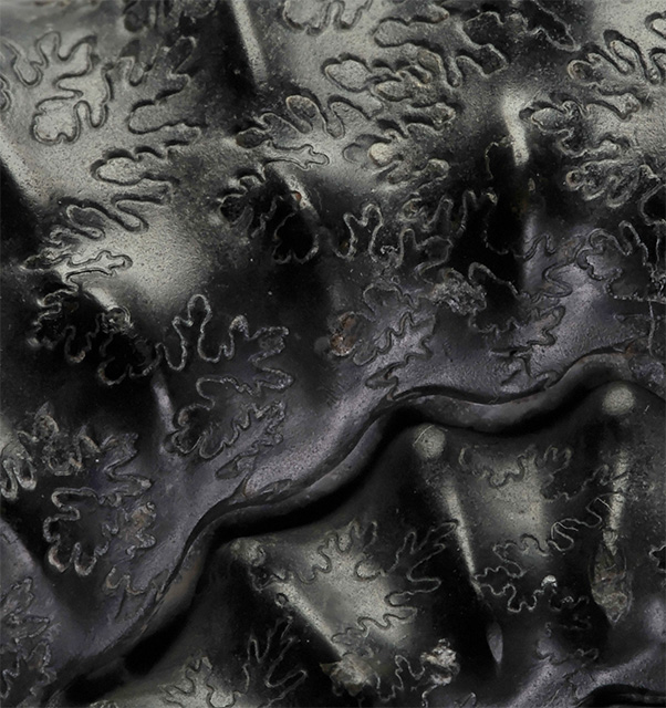 Detail of Pleuroceras paucicostatum, showing sutures and ribbing