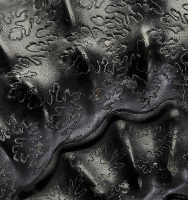 Detail of Pleuroceras paucicostatum, showing sutures and ribbing