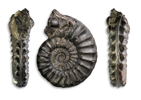 Pleuroceras paucicostatum, 80 mm, with slight pathology, Hawsker Bottoms