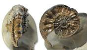 Pleuroceras salebrosum, 60 mm, Holderness Coast (coll. A. Tenny)