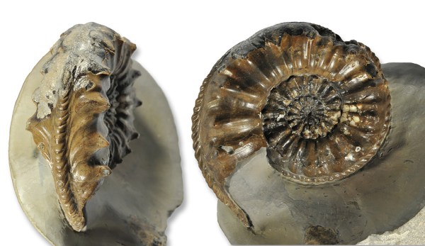 Pleuroceras salebrosum, 60 mm, Holderness Coast (coll. A. Tenny)