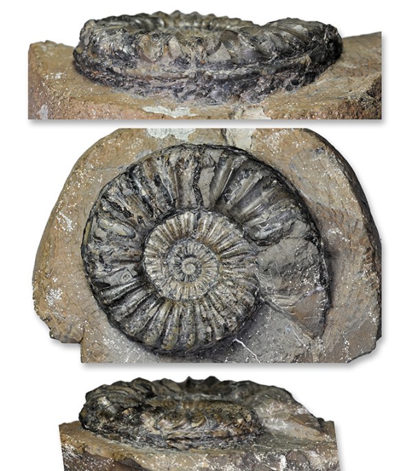 Pleuroceras solare, 80 mm, Hawsker Bottoms