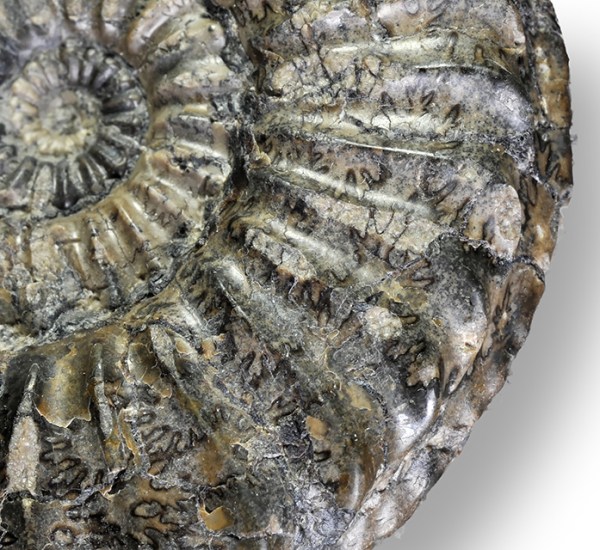 Pleuroceras solare, detail of ribs & keel