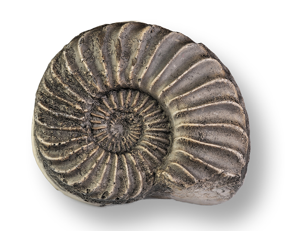 Pleuroceras solare, 40 mm, cast of neotype, Hawsker Bottoms