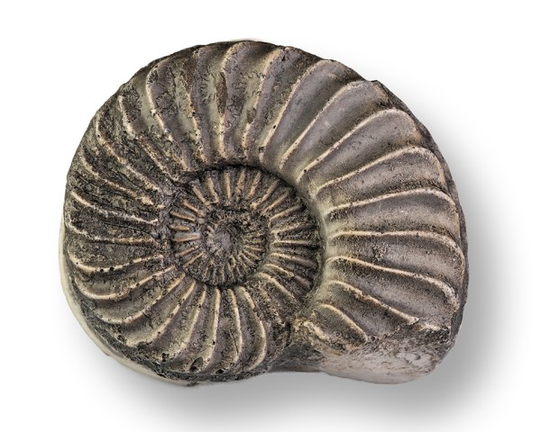 Pleuroceras solare, 40 mm, cast of neotype, Hawsker Bottoms