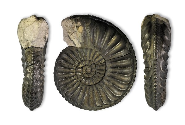 Pleuroceras solare var. solitarium, 41 mm, Kalchreuth/Germany