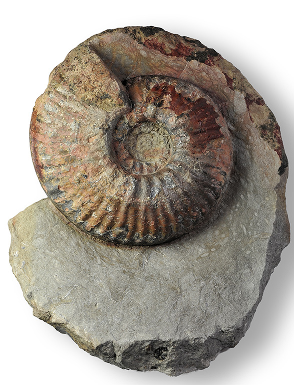 Hammatoceras cf. semilunatum, 10 cm inner whorl