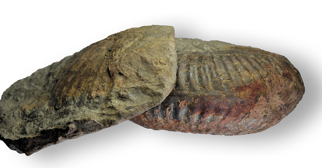 Hammatoceras cf. semilunatum, 15 cm, keel view