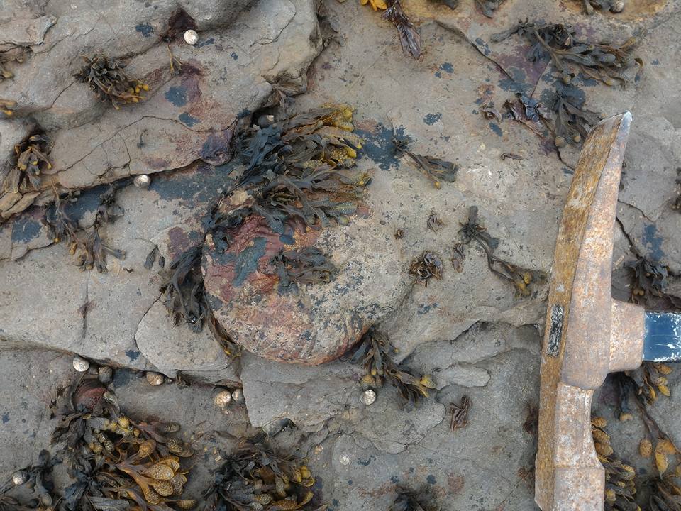 Hammatoceras ammonite in situ, picture courtesy of R. Taylor