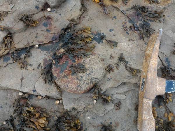 Hammatoceras ammonite in situ, picture courtesy of R. Taylor