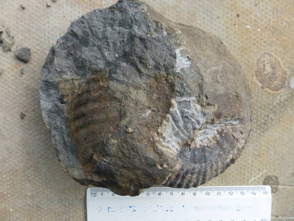 Hammatoceras ammonite as found, picture courtesy of R. Taylor