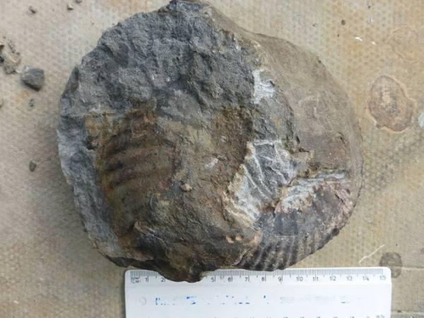 Hammatoceras ammonite as found, picture courtesy of R. Taylor