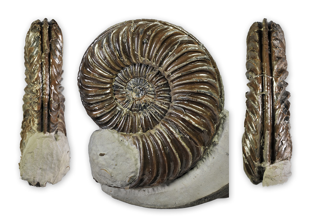 Caenisites turneri BUCKMAN 1925, 65 mm, found Holderness coast, D. Pearson collection