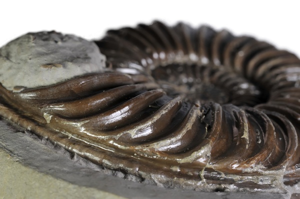 Keel of ammonite with deep furrows
