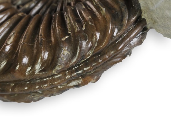 Is this a Pleuroceras keel which I see before me ?