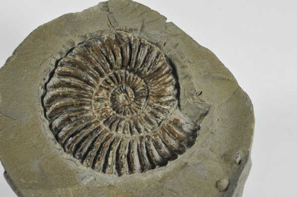 The mystery nodule with a partially prepared ammonite