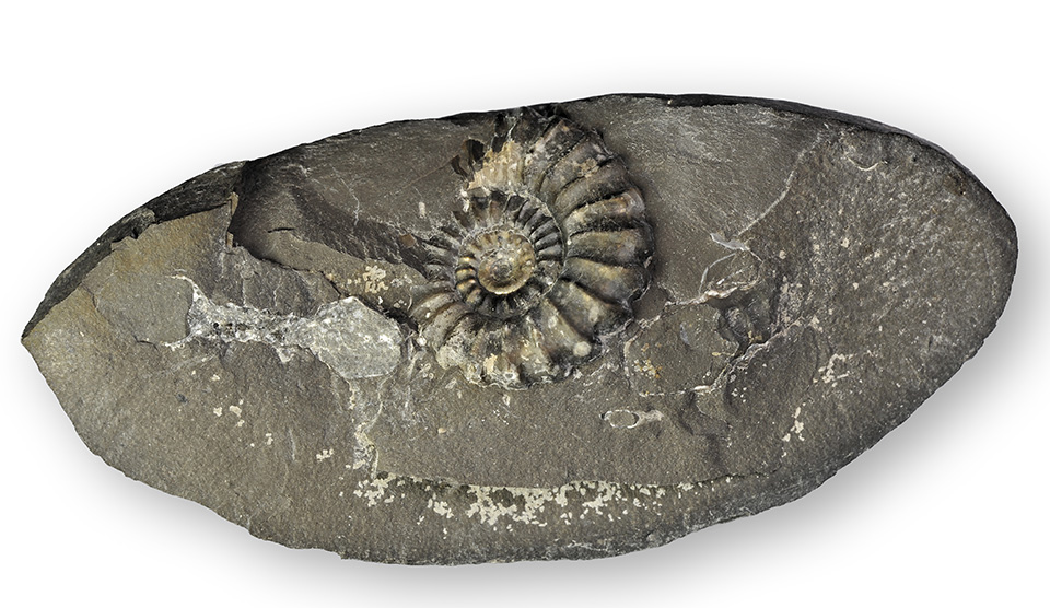 Promicroceras planicosta in typical nodule, ammonite diameter 22 mm