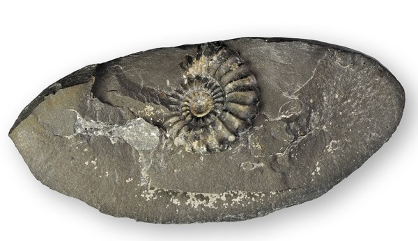 Promicroceras planicosta in typical nodule, ammonite diameter 22 mm