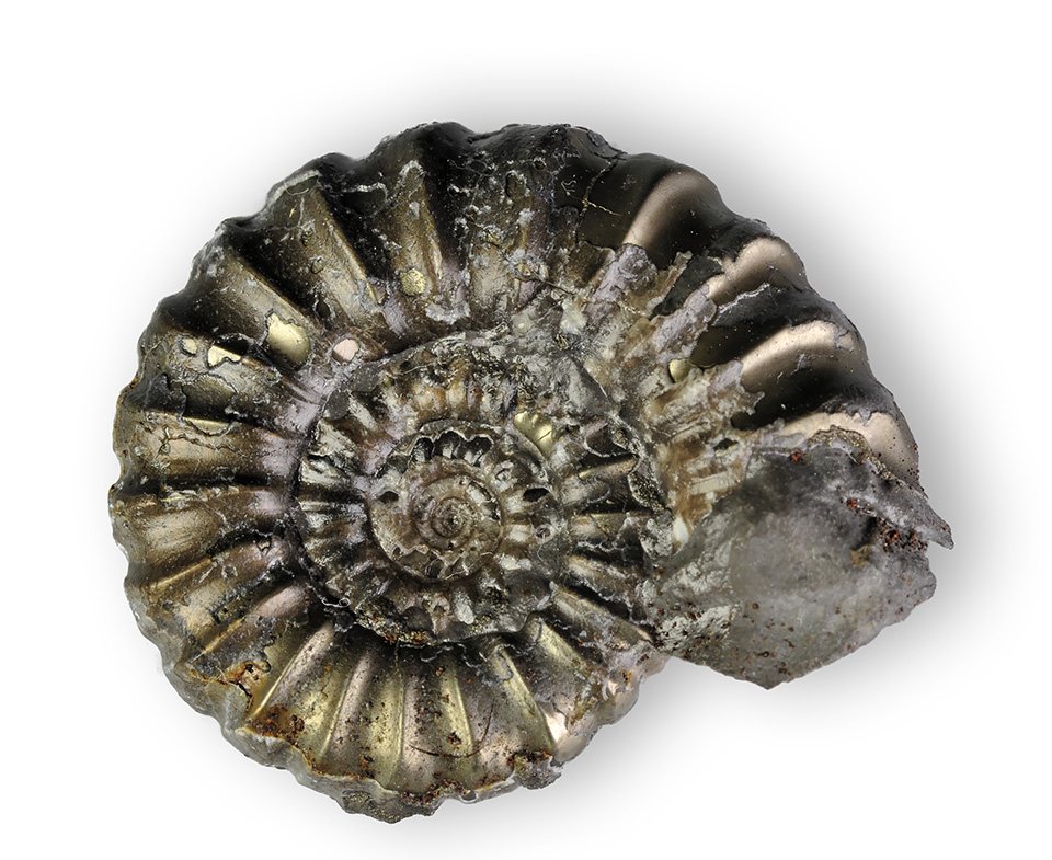 Promicroceras planicosta 23 mm. In this view the flattening of the ribs at the venter can be seen.