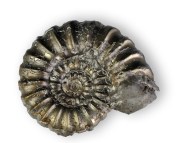 Promicroceras planicosta 23 mm. In this view the flattening of the ribs at the venter can be seen.