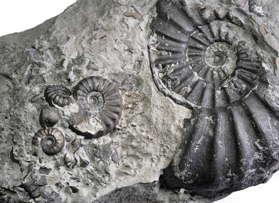 Promicroceras (2 small specimen), Xipheroceras (specimen in middle, 2 cm ) and Asteroceras blakei (6 cm)