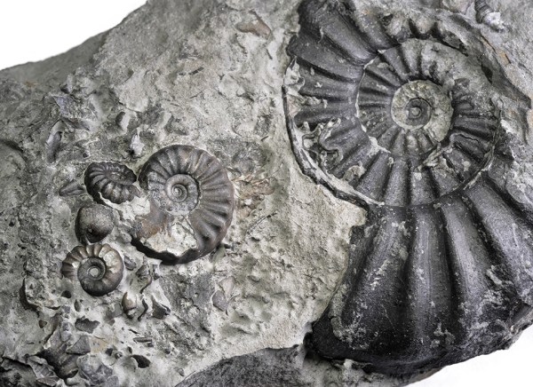 Promicroceras (2 small specimen), Xipheroceras (specimen in middle, 2 cm ) and Asteroceras blakei (6 cm)