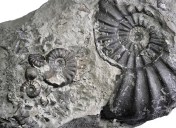 Promicroceras (2 small specimen), Xipheroceras (specimen in middle, 2 cm ) and Asteroceras blakei (6 cm)