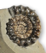 Xipheroceras dudressieri, 6 cm. Holderness coast specimen, D. Pearson collection