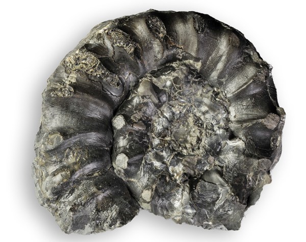 Xipheroceras dudressieri, 8 cm. Somewhat crushed and oyster encrusted specimen from RHB
