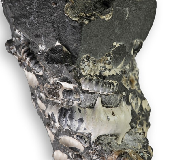 Promicroceras and Xipheroceras from Marston Magna area. Xipheroceras approx 4 cm in width.