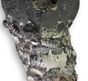 Promicroceras and Xipheroceras from Marston Magna area. Xipheroceras approx 4 cm in width.