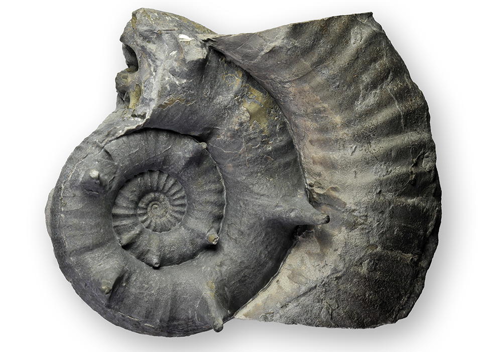 Xipheroceras ziphus, width 8 cm, with spines mostly intact. 