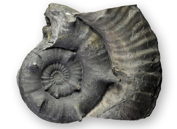 Xipheroceras ziphus, width 8 cm, with spines mostly intact. 