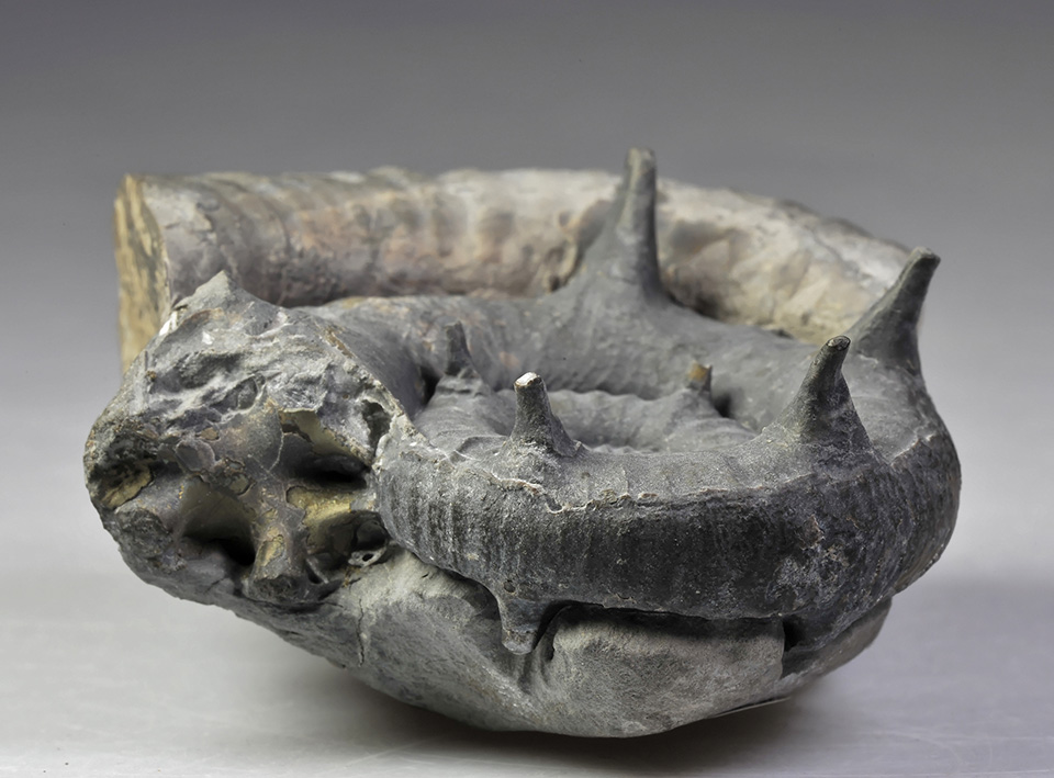 Glorious Xipheroceras ziphus, width 8 cm, venter view, with spines mostly intact. Purchased from Mike Marshall.